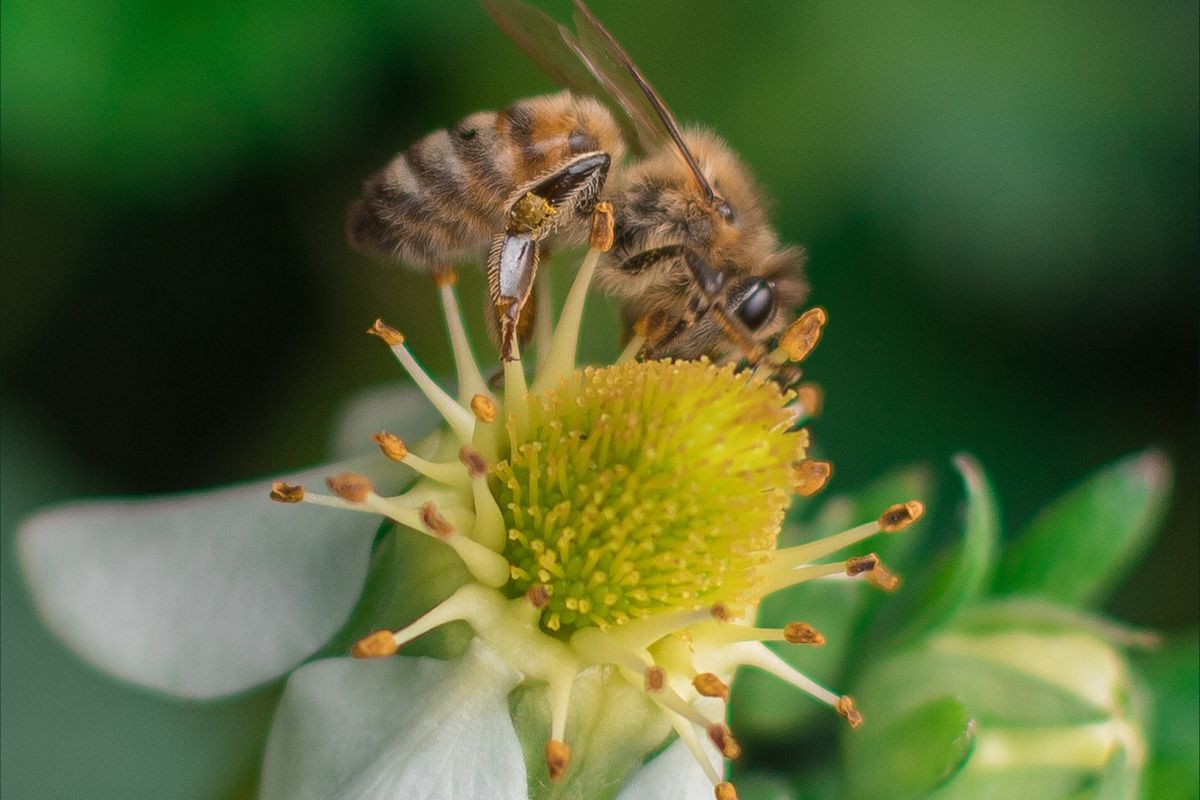 A bee on a small white flower with a green background.